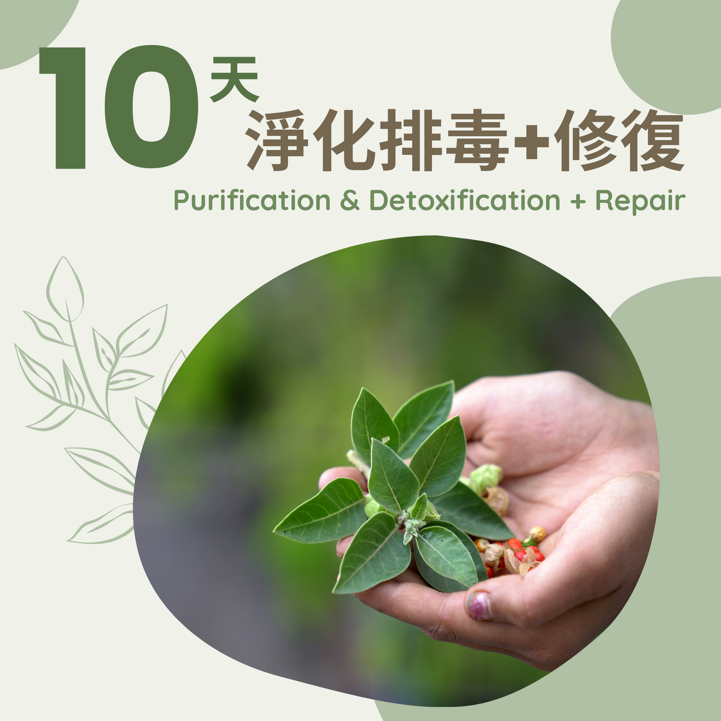 10天深層排毒淨化+滋養療程 Deep detox+Nourishing Treatment